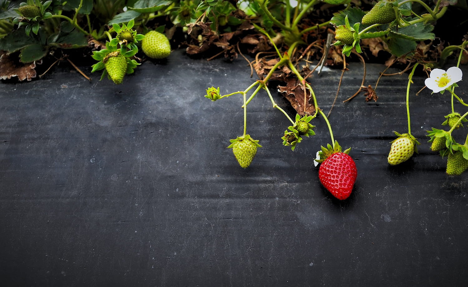 Dolovac ORGANIC i tradicija