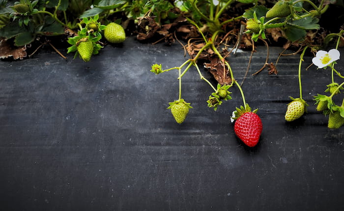 Dolovac ORGANIC i tradicija